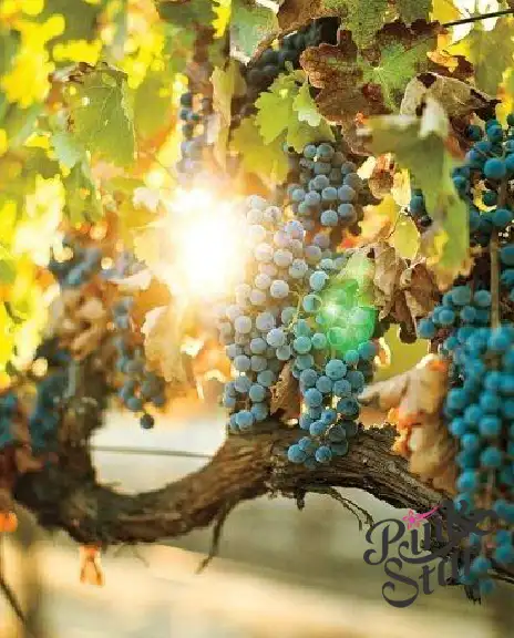 Direct Sourcing from the Finest Vineyards
