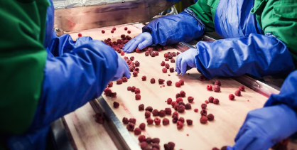 Challenges in Achieving Uniform Drying in Sun-Dried Raisins